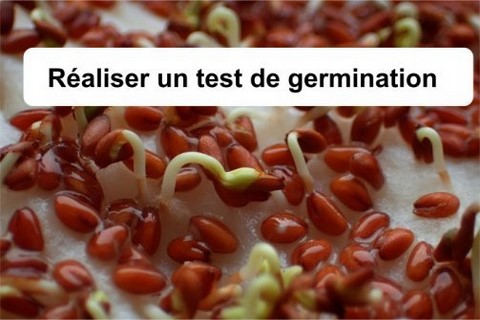 test de germination