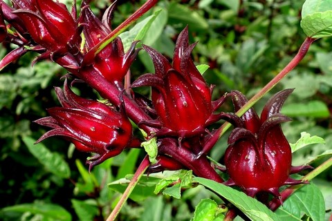 Roselle, Hibiscus sabdariffa