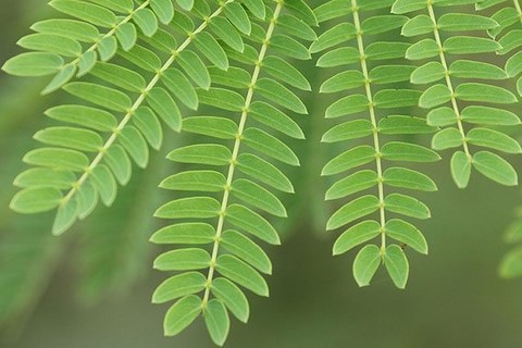 detail de la feuille acacia thai