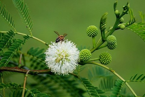 Fleur d'acacia Thai