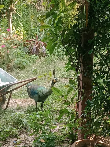 permaculture lompré