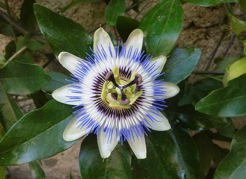 passiflore contre le stress et l'anxiété